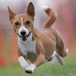 Basenjis from Maringa Basenji