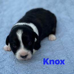 Knox - Black and white male Cardigan Welsh Corgi puppy in Hope, Arkansas from Foxy Knoll Farm