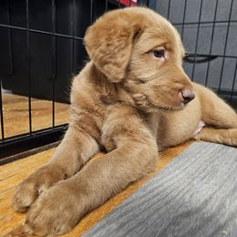 Chewie - Red male Labradoodle puppy in Lansing, North Carolina from Murphy Manor Mountain Doodles