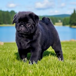 Hendrix - Pug