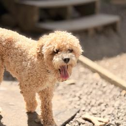 Aussiedoodles, Bordoodles, Goldendoodles, and Poodles from Korbella Farm