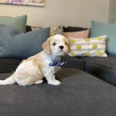 Cavachon, Cavalier King Charles Spaniel, and Cavapoo Puppies from Cavachon Love