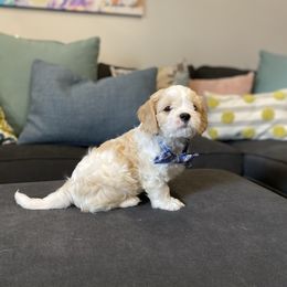 Cavachon, Cavalier King Charles Spaniel, and Cavapoo Puppies from Cavachon Love