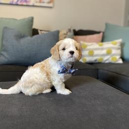 Cavachon, Cavalier King Charles Spaniel, and Cavapoo Puppies from Cavachon Love