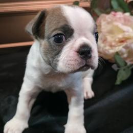 Han Solo - Blue male Boston Terrier puppy in Kingsport, Tennessee from Irish Heart Bostons