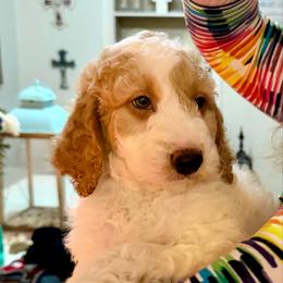 Snickers - Parti male Goldendoodle puppy in Pensacola, Florida from Goldendoodles Love You in Pensacola Friend Edition