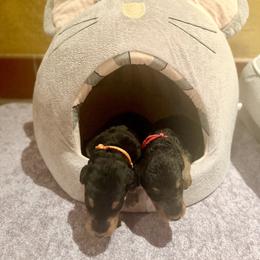 Airedale Terrier Puppies from Susie Mitchell
