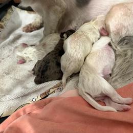Taffy - Gold and white female Shihpoo puppy in Brevard County, Florida from Enchanting Puppies