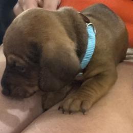 Dachshund Puppies from Lolley Dachshunds