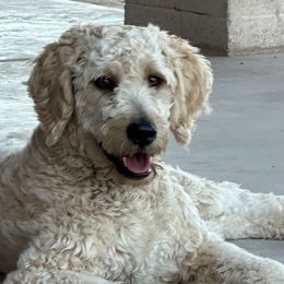 Goldendoodle All Grown Up from Dutch Doodles