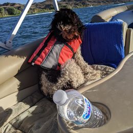 Australian Labradoodle Puppies from Whimsical Australian Labradoodles