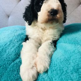 Bernedoodle and Goldendoodle Puppies from Rockbridge  puppies