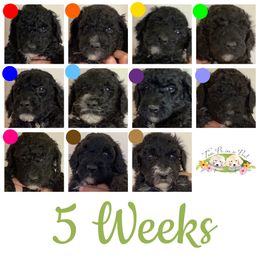 Goldendoodle Puppies from Two Ps in a Pod