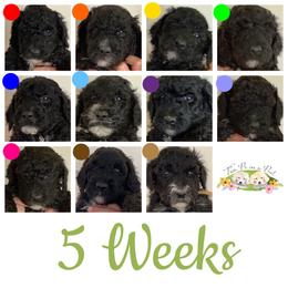 Goldendoodle Puppies from Two Ps in a Pod