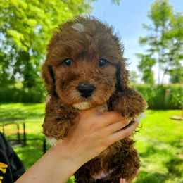 Emerald - Red male Bernedoodle puppy in Forest, Ohio from Mini Doodle Buddies
