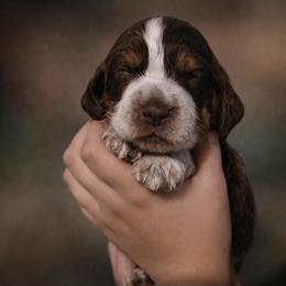 Kiwi - Liver white and roan male English Springer Spaniel puppy in Florida from Thunderbird Springers