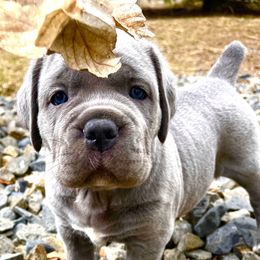 Cane Corso Puppies from Virtue Cane Corso