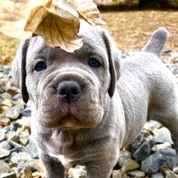 Cane Corso Puppies from Virtue Cane Corso