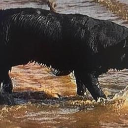 Blue - Black female Labrador Retriever puppy in Maynardville, Tennessee from Three Bears Labradors