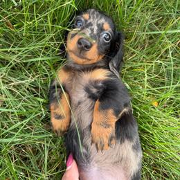 Starling - Dapple female Dachshund puppy in Springfield, Ohio from LUXEYPUPS