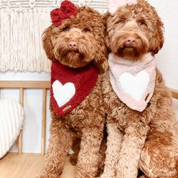 Australian Labradoodle and Labradoodle Puppies from Doodles_Ko