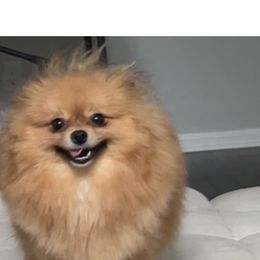 Lumi - Pomeranian