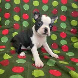 Zaria - Black and white female Boston Terrier puppy in Fillmore, Illinois from Wind Hill Puppies