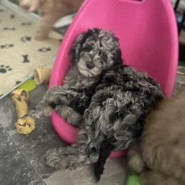 Golden Aussiedoodle and Goldendoodle Puppies from Law Doodles of SC