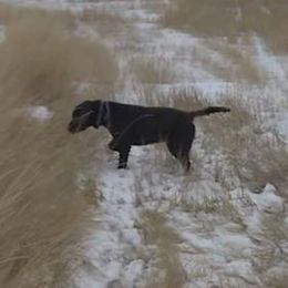Labrador Retriever All Grown Up from Rocky Mountain Dogs - Utah