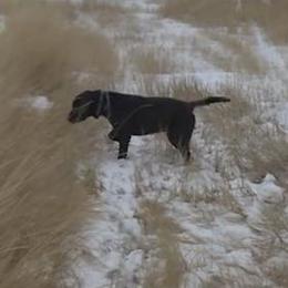 Labrador Retriever All Grown Up from Rocky Mountain Dogs - Utah