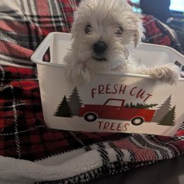 Miniature Schnauzer Puppies from Southern Charm Schnauzers