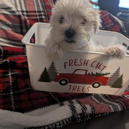 Miniature Schnauzer Puppies from Southern Charm Schnauzers