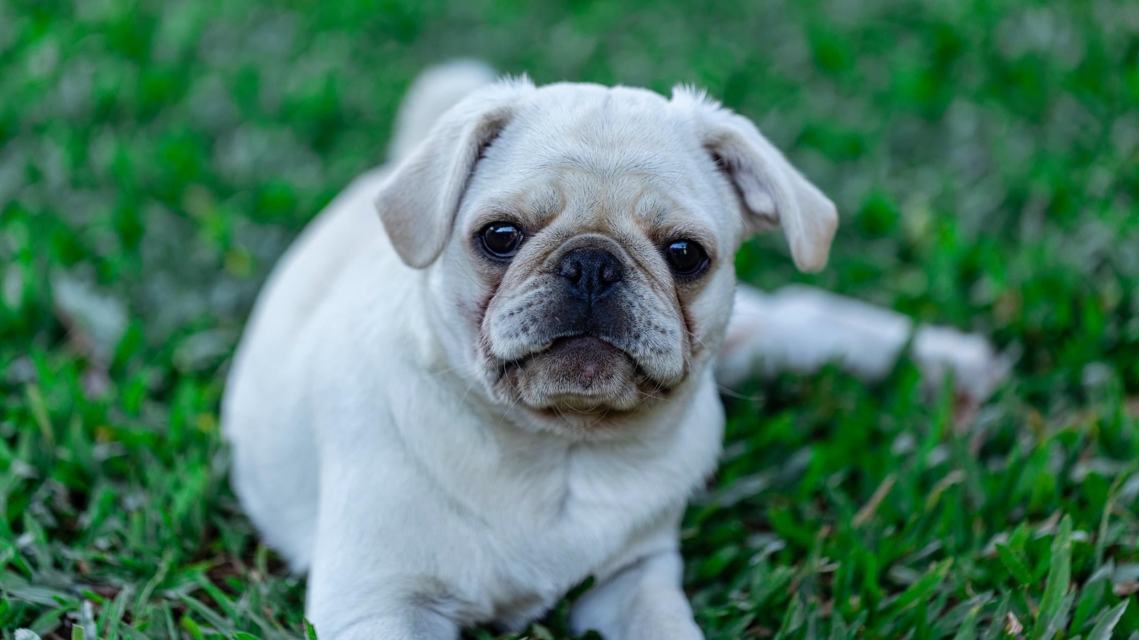 #1 Guide to Health Testing — Pug (Non-standard) | Good Dog