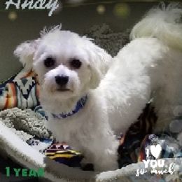 Andy - Maltese