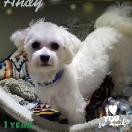 Andy - Maltese