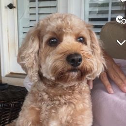 Aspyn - Cavapoo