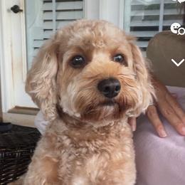 Aspyn - Cavapoo