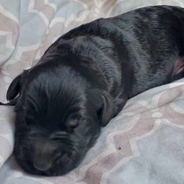 Boy 2 - Black male Giant Schnauzer puppy in Bessemer, Alabama from The Copper Cottage Canines