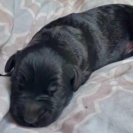 Boy 2 - Black male Giant Schnauzer puppy in Bessemer, Alabama from The Copper Cottage Canines