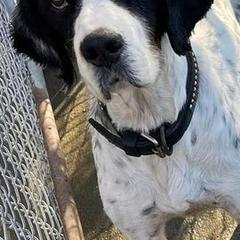 Pointers from Ross Callaway