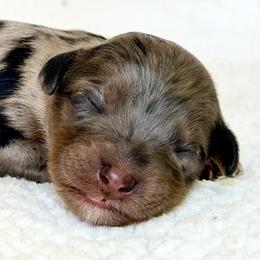 Merle Phantom - Merle male Cavapoo puppy in Pentwater, Michigan from Dumaw Creeks Pups