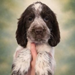 Rune - Tri-Roan male English Springer Spaniel puppy in Florida from Thunderbird Springers