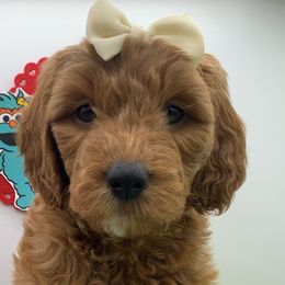 Girl 1 - Rosita - Red  Goldendoodle puppy in Waterford, Pennsylvania from Ruby’s Mini Goldendoodles