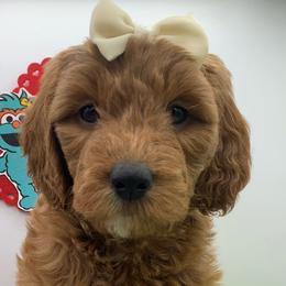Girl 1 - Rosita - Red  Goldendoodle puppy in Waterford, Pennsylvania from Ruby’s Mini Goldendoodles