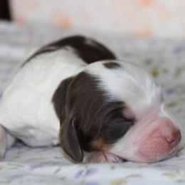 Bear - Tri-Roan male English Springer Spaniel puppy in Winfield, Tennessee from Murphy Farms and Springers