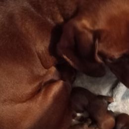 Dachshunds from Janet's Dachshunds