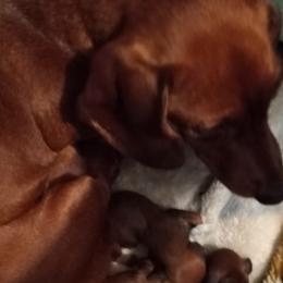 Dachshunds from Janet's Dachshunds