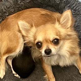 Tribble - Chihuahua
