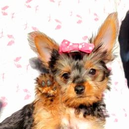 Yorkshire Terrier Puppies from York Terrier Treasures