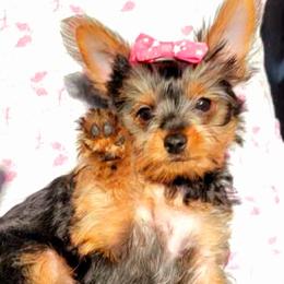 Yorkshire Terrier Puppies from York Terrier Treasures
